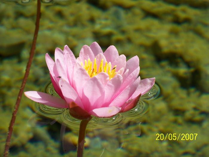 Seerosen im Schwimmteich